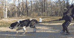 自从养了狗，这些口头禅就成了铲屎官的专利......-4.gif