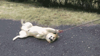 自从养了狗，这些口头禅就成了铲屎官的专利......-3.gif