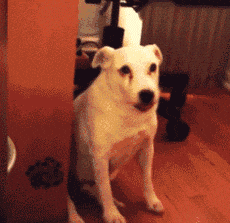 自从养了狗，这些口头禅就成了铲屎官的专利......-6.gif