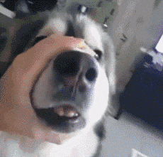 自从养了狗，这些口头禅就成了铲屎官的专利......-7.gif