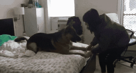 自从养了狗，这些口头禅就成了铲屎官的专利......-11.gif