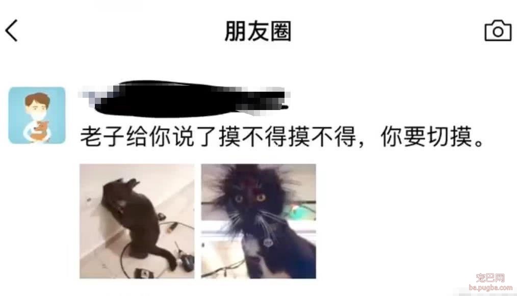 黑猫为满足自己的好奇心，不听铲屎官的劝告，结果悲剧了-1.jpeg