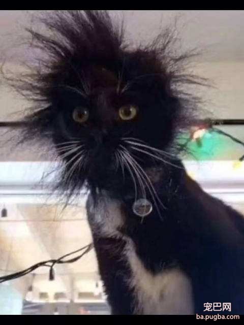黑猫为满足自己的好奇心，不听铲屎官的劝告，结果悲剧了-3.jpeg