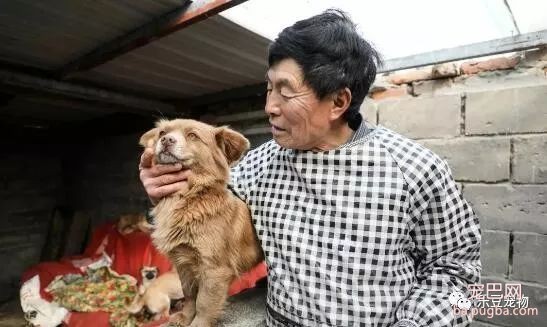 老人被医生告知最多活三月，后来他收养几百只流浪狗，已有十年！-1.jpeg