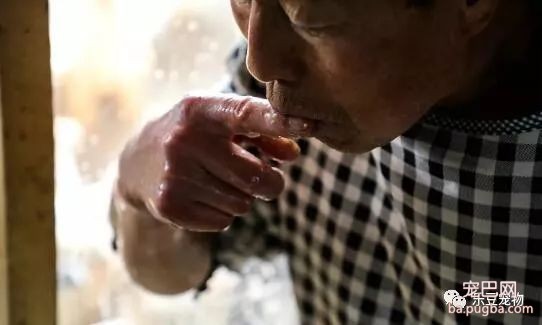 老人被医生告知最多活三月，后来他收养几百只流浪狗，已有十年！-8.jpeg