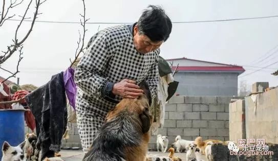 老人被医生告知最多活三月，后来他收养几百只流浪狗，已有十年！-5.jpeg