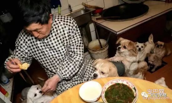 老人被医生告知最多活三月，后来他收养几百只流浪狗，已有十年！-7.jpeg