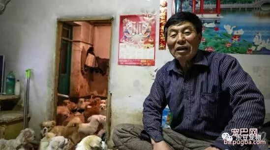 老人被医生告知最多活三月，后来他收养几百只流浪狗，已有十年！-12.jpeg