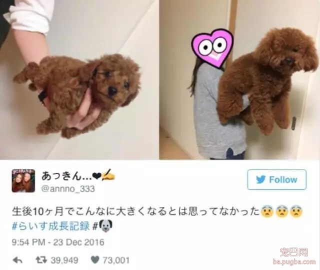 妹子买了一只超迷你小贵宾，简直爱不释手，但10个月后……-4.jpeg