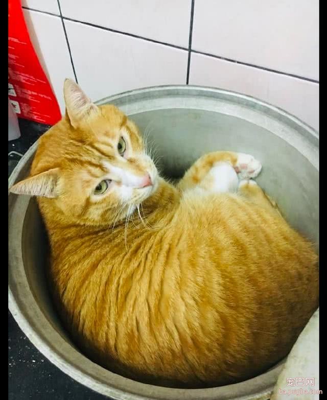 橘猫在锅里睡觉，主人把生姜放里面假装煮汤，猫：再放点大料啊！-1.jpeg