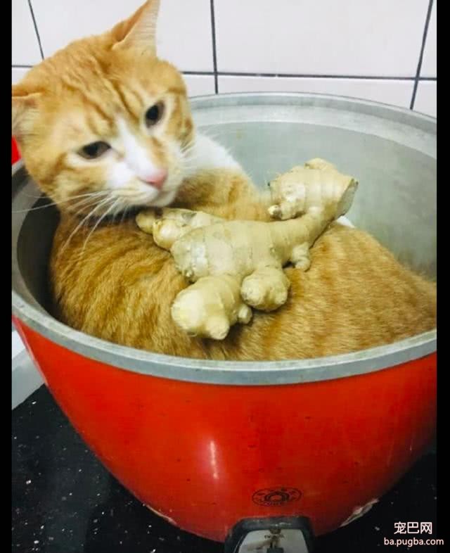 橘猫在锅里睡觉，主人把生姜放里面假装煮汤，猫：再放点大料啊！-2.jpeg
