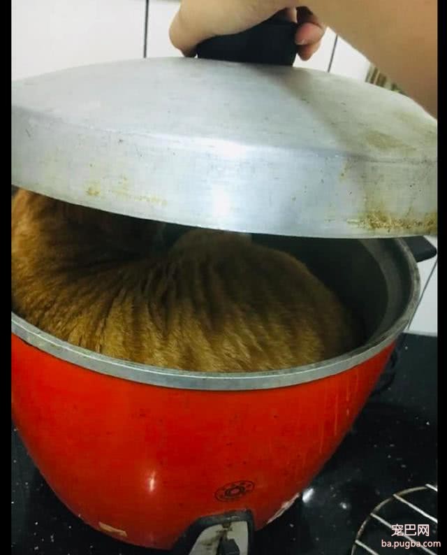 橘猫在锅里睡觉，主人把生姜放里面假装煮汤，猫：再放点大料啊！-3.jpeg