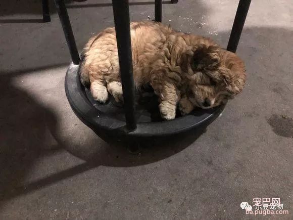 小奶狗刚满月就被扔，还安静的等待主人回来，好懂事的孩子！-2.jpeg
