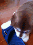 养了只不安分的狗，每天起个床都各种心惊胆战...-7.gif