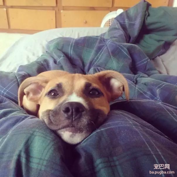 养了只不安分的狗，每天起个床都各种心惊胆战...-12.jpeg