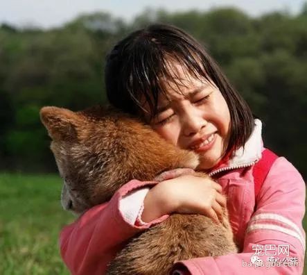 狗狗要多久才能忘记第一任主人吗？-4.jpeg