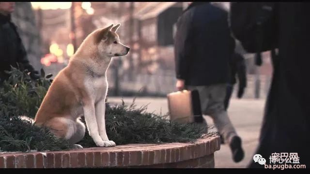 狗狗要多久才能忘记第一任主人吗？-2.jpeg