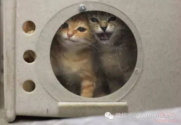 养宠物前，请你三思！-12.jpeg