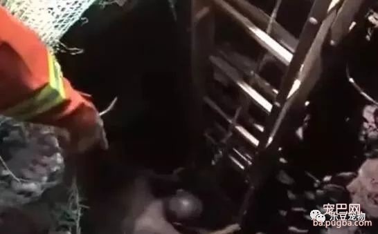 缘分啊，主人寻狗掉坑中，回头一看发现狗子也在坑中！-1.jpeg