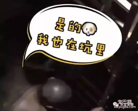 缘分啊，主人寻狗掉坑中，回头一看发现狗子也在坑中！-2.jpeg