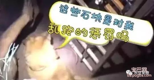 缘分啊，主人寻狗掉坑中，回头一看发现狗子也在坑中！-3.jpeg