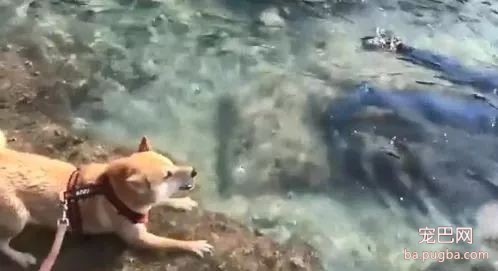 看陌生人脸朝下趴在水里，柴柴狂吠求救援，可结果...-2.jpeg