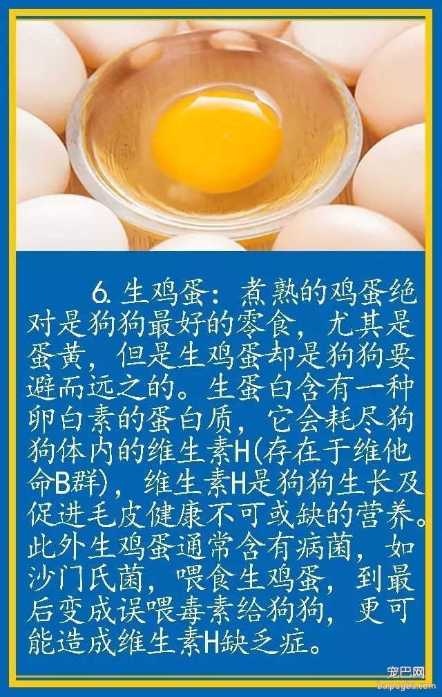 宠物狗饮食禁忌-6.jpeg