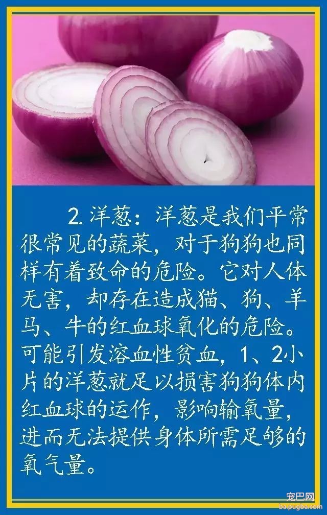 宠物狗饮食禁忌-2.jpeg