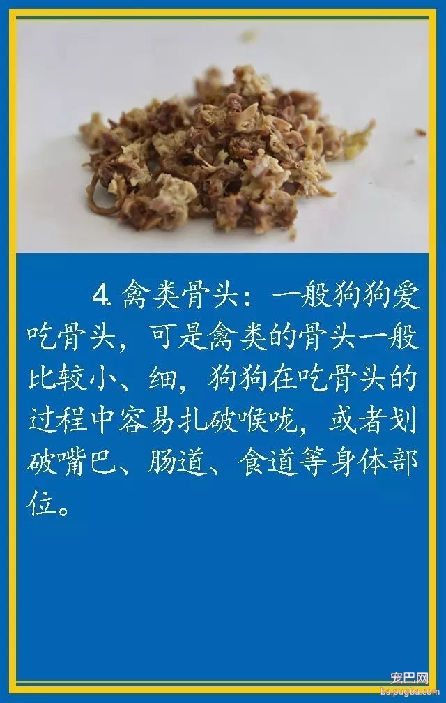 宠物狗饮食禁忌-4.jpeg