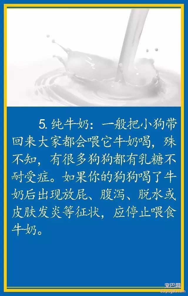 宠物狗饮食禁忌-5.jpeg