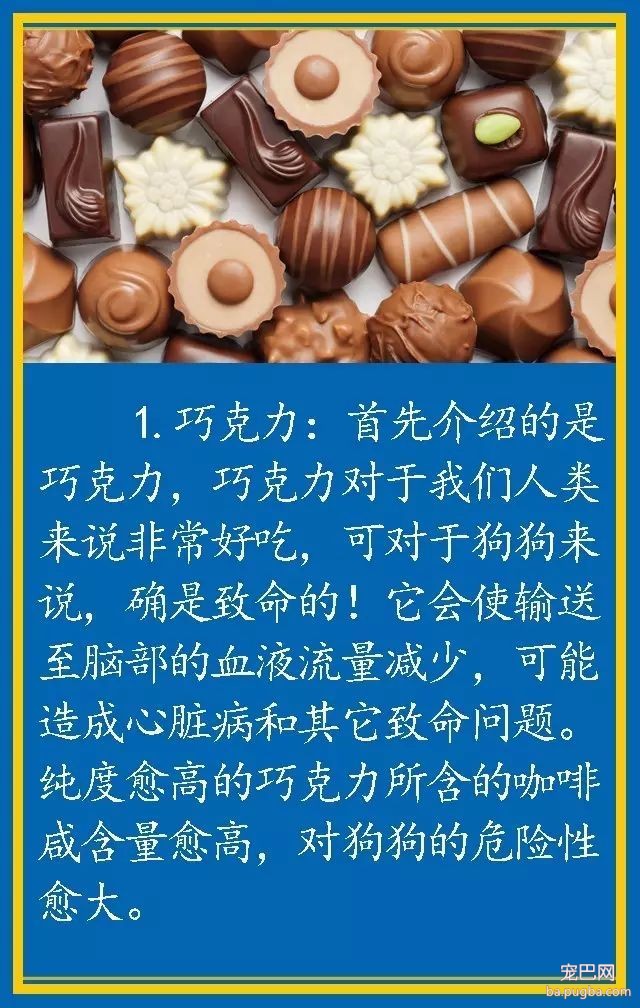 宠物狗饮食禁忌-1.jpeg