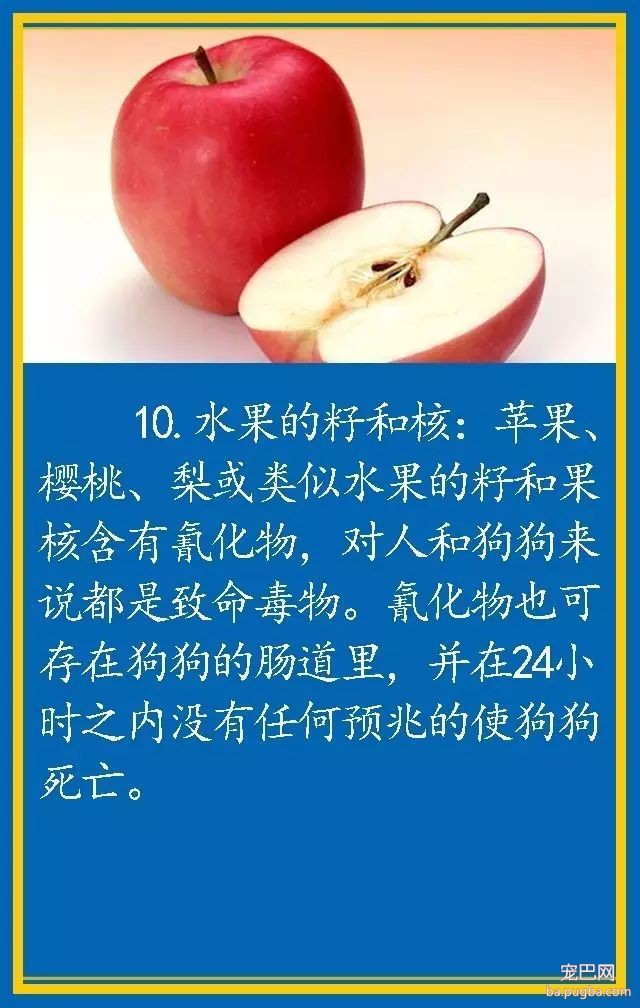 宠物狗饮食禁忌-10.jpeg