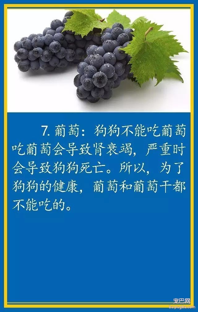 宠物狗饮食禁忌-7.jpeg