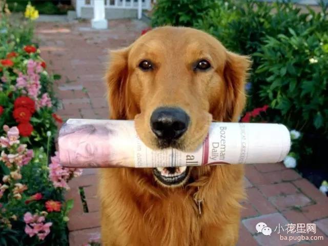 这10种宠物狗，最适合小孩，给他们带来忠诚的陪伴和巨大的愉快 …-3.jpeg
