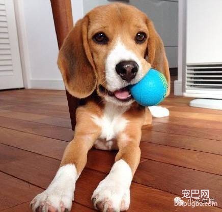 这10种宠物狗，最适合小孩，给他们带来忠诚的陪伴和巨大的愉快 …-8.jpeg