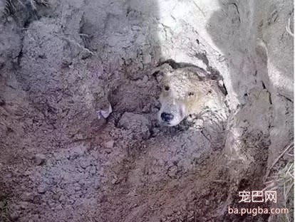 流浪狗被领养回家后，才发现它的世界已经坍塌……-4.jpg