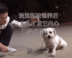 流浪狗被领养回家后，才发现它的世界已经坍塌……-7.gif