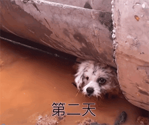 流浪狗被领养回家后，才发现它的世界已经坍塌……-9.gif