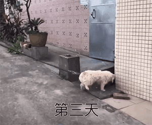 流浪狗被领养回家后，才发现它的世界已经坍塌……-10.gif