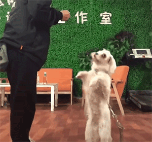 流浪狗被领养回家后，才发现它的世界已经坍塌……-17.gif