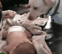 养狗狗最幸福的12个瞬间，笑着笑着就哭了-8.gif