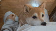 养狗狗最幸福的12个瞬间，笑着笑着就哭了-11.gif