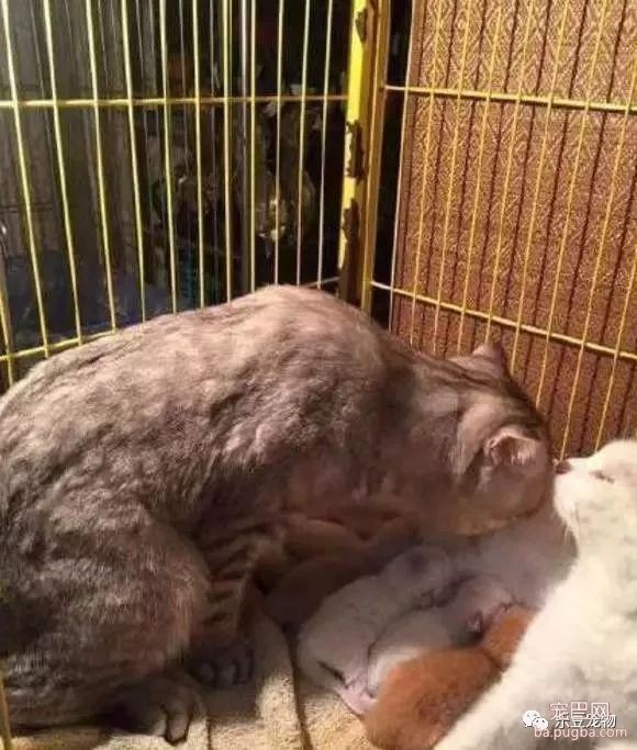 猫妈刚生产完，猫爸心疼的亲吻老婆，网友：这就是爱情吗？-1.jpeg