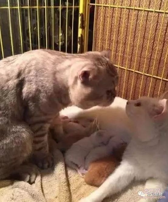 猫妈刚生产完，猫爸心疼的亲吻老婆，网友：这就是爱情吗？-2.jpeg