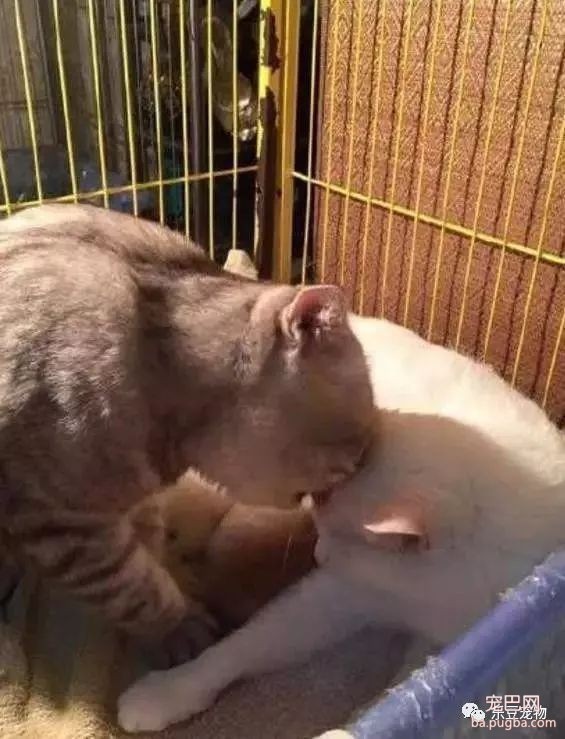 猫妈刚生产完，猫爸心疼的亲吻老婆，网友：这就是爱情吗？-3.jpeg