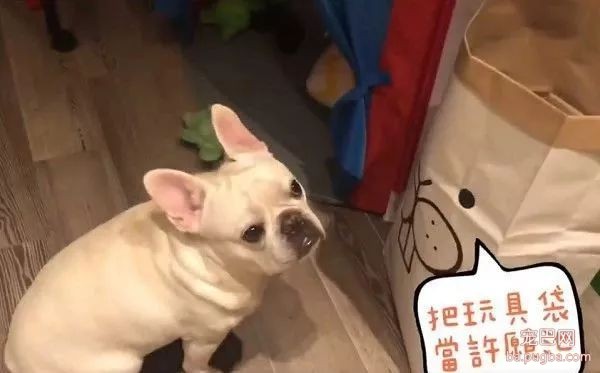 察觉到地震，法斗第一反应居然是冲进房间，然后…-4.jpeg