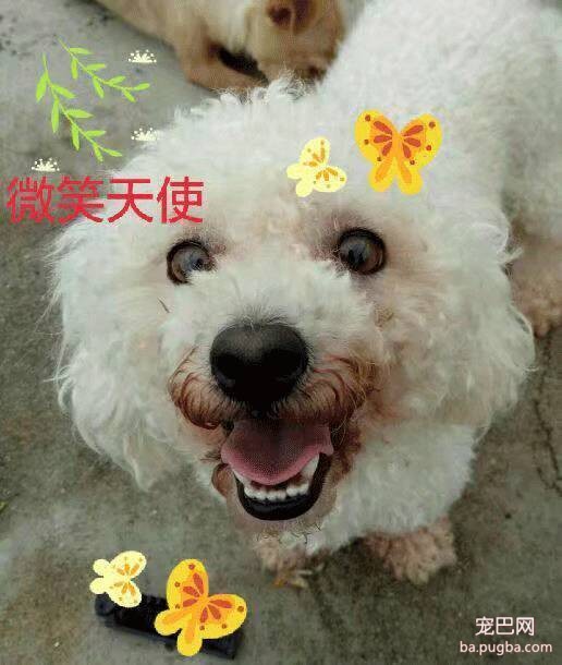 出生在10月的狗宝宝们，生日愉快！（投票抢定制漫画）-6.jpeg