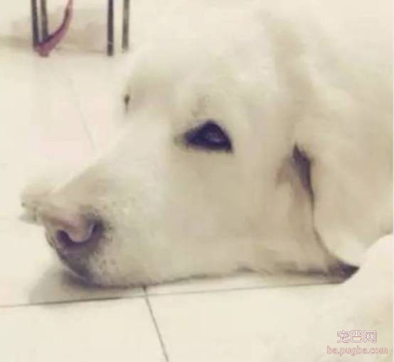 我们为什么要养狗？也许这就是最好的答案吧！-6.jpeg