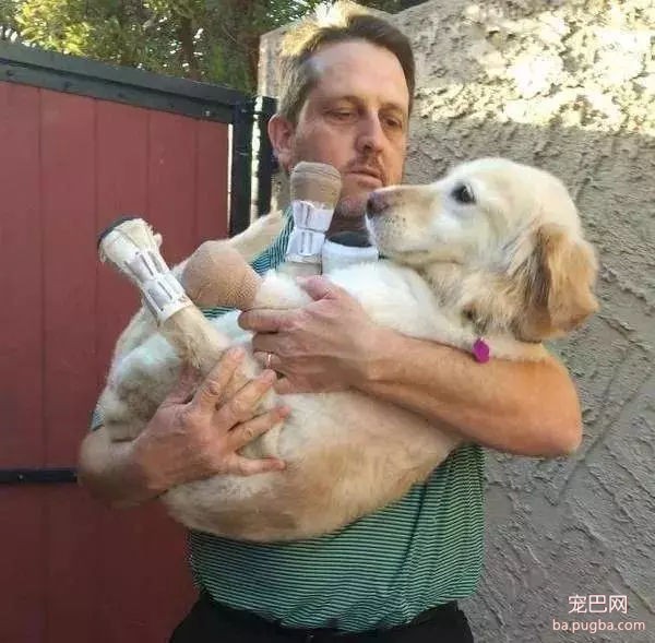 治愈过无数人的小金毛“Chi chi”，离开了我们……-5.jpg