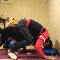 不敢养边牧，怕被说智商不如狗……-2.gif